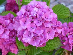 Close-up of the beautiful, blossoming, purple and pink hydrangeas with green leaves