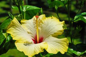 Yellow large Hibiscus Flower close up
