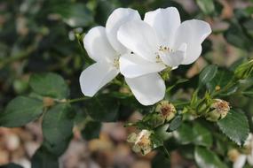 White Rose Flowers