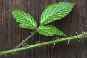 branch with green leaves
