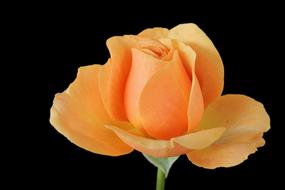 orange rose bud on black background