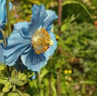 blue Flower Blossom Bloom