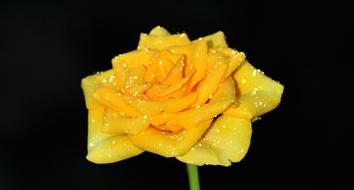 Rose Yellow Roses Flower