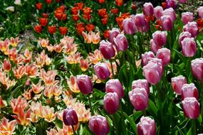 Tulip Spring Blossoms