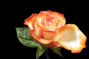 Rose Orange Flower petals
