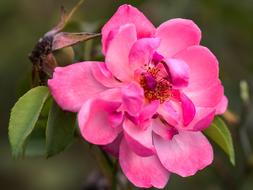 Macro picture of Rose Flower garden