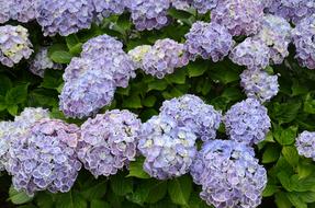 Hydrangea in a blooming garden
