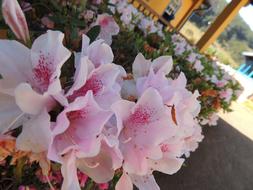 White Flowers at Spring balcony