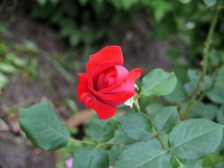 Red Rose Flowers