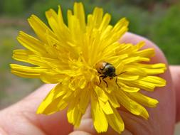 yellow flower with a bee inside