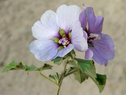 Lilac Hibiscus Wild Flowers at garden