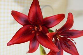 Lily Flower Blossom