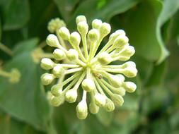 Flower Ivy