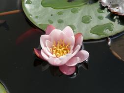 picture of Water Lily Flower at Pond