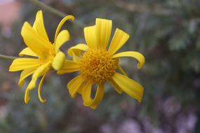 Yellow Flower at spring