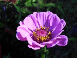 Flower Purple in the sun in a blurry background