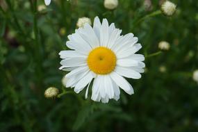 Closeup photo of white Flower Blossom Bloom