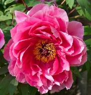 Peony Flower Pink close-up