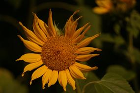 Yellow Flower Sunflower at Summer