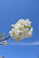 white beautiful spring flowers on a branch