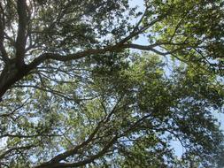 background of green trees