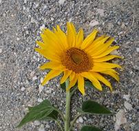 Sunflower Flower Yellow