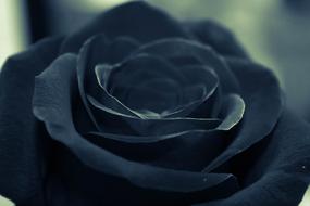 Black Rose Flower petals