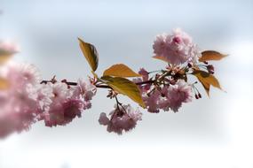 Japanese Flowering Cherry Prunus