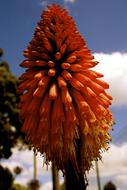 Red Hot Poker Flower close-up