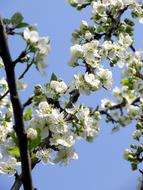 white bloom in spring