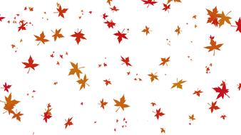 Autumn flowers on a white background