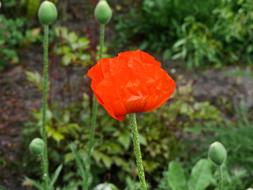 Poppy Orange Red