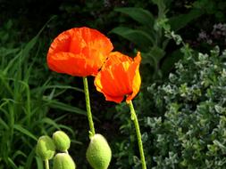 Close-up of the beautiful, blooming, red, orange and yellow poppy flowers and buds, among the green plants