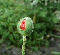 closed bud of red poppy in the garden