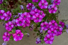 Flowers Macro Blossom