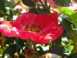 open Red rose Flower in Garden