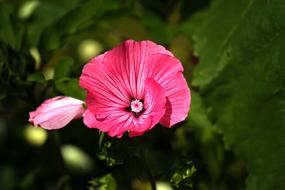 pink flower on a bush in a blurred background