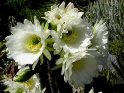 white cactus bloom close up