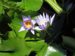 Colorful Shadow Flowers at garden