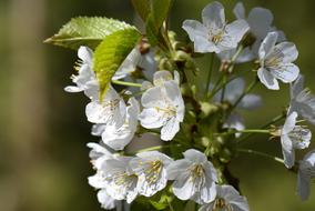 white flowers in leaves on a branch