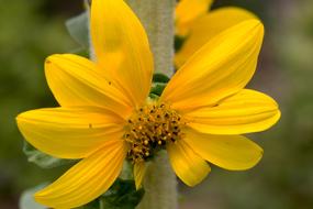 small Sunflower at green blur background