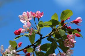 Pink White Blossoms