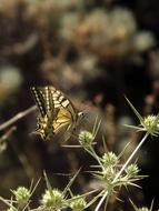 Butterfly at Spring