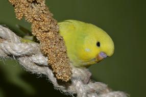 yellow parrot at the feeder