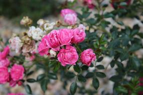 small pink roses on a bush in a blurred background