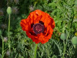Poppy Flower Spring