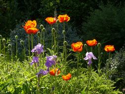 glade with bright orange poppies on a sunny day