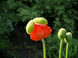 Poppy Orange Red