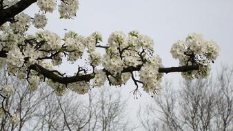 blooming white apple tree against the background of the evening sky