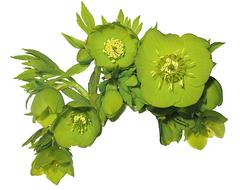 Flower Spring Hellebore on white background
